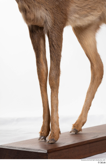 Deer doe leg 0017.jpg